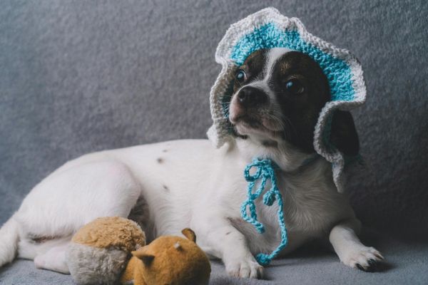 Cute puppy wearing a knitted hat, lying with a plush toy on a grey background.