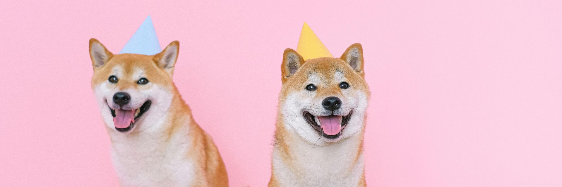 Adorable Shiba Inus in party hats posing against a vibrant pink backdrop.