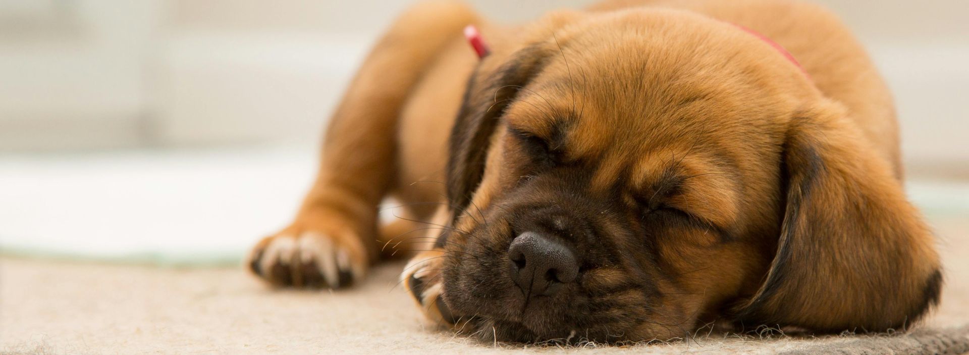 A cute puppy peacefully sleeping indoors on a soft mat.