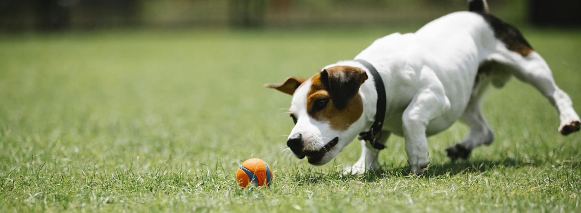 Ground level of small purebred dog having fun with ball on green meadow in summer