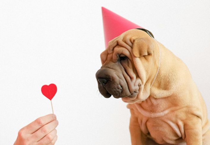 Adorable Shar Pei puppy wearing a party hat gazes at a heart-shaped prop on a stool.